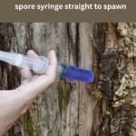 spore syringe straight to spawn