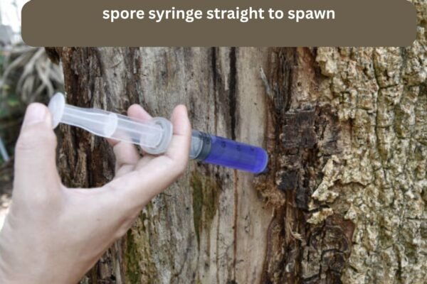 spore syringe straight to spawn