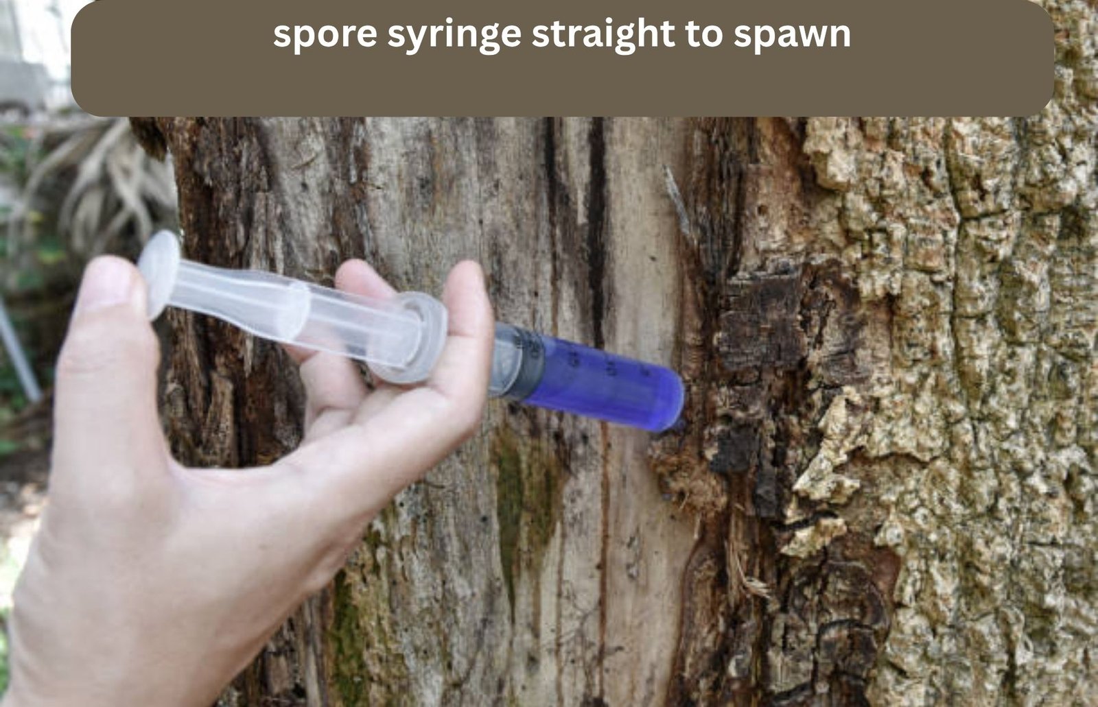 spore syringe straight to spawn
